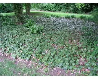 Isotahokas maapeitteeksi