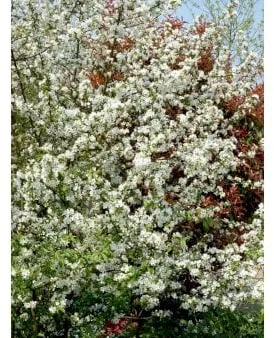 Tavallinen metsäomena