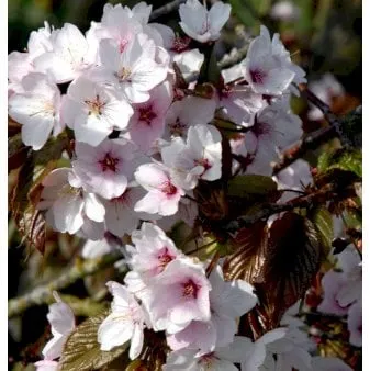 Sahalinin kirsikkapuu