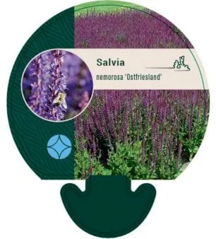 Monivuotinen salvia