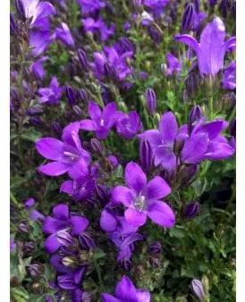 Ryömivä kellokukka