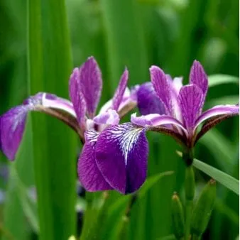 Iiris