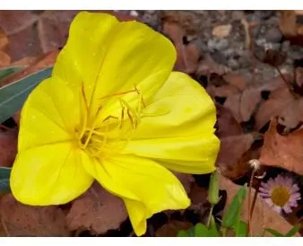 Köynnösmäinen iltahelokki